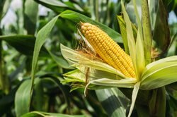 High-Grade Maize