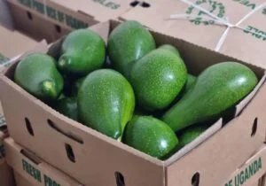 Hass Export-Ready Avocado