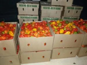 Hot Pepper