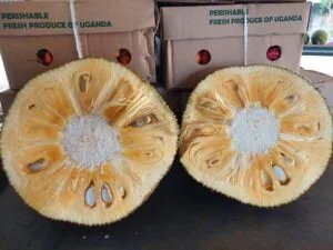 Jack Fruit