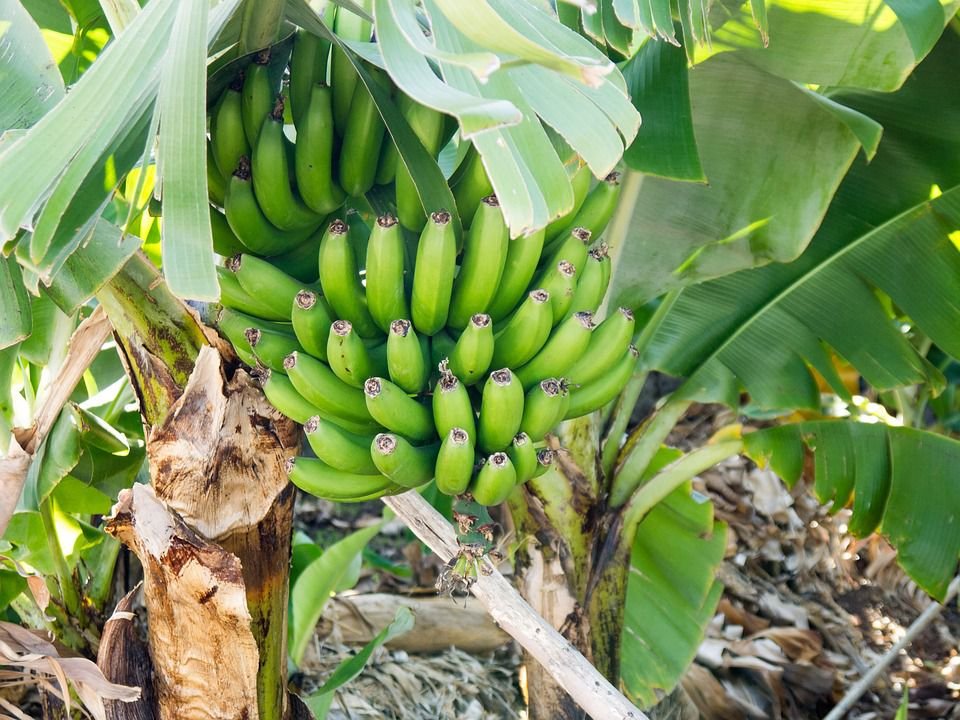 Premium Ugandan Matooke